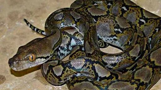 Rus toliq metrajli erotik filmlar onlayn Meni siking, jahannam.