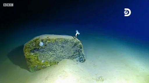 マリアナ海溝のお巡りさん 1万メートル超の深海にプラスチックごみ 潜水の新記録達成の探検家が