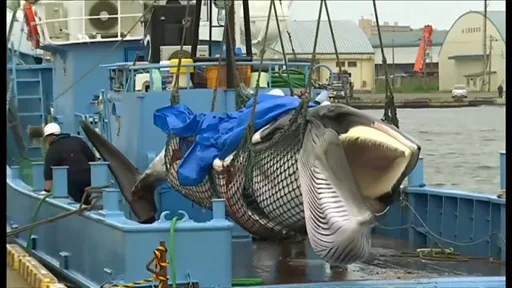 初捕獲のクジラ水揚げ、約30年ぶり商業捕鯨再開で 環境保護団体は非難
