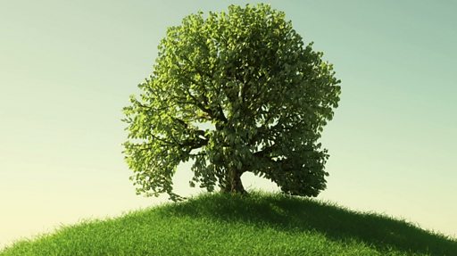 Puede el plantar árboles realmente ayudar a combatir el cambio climático? -  BBC News Mundo