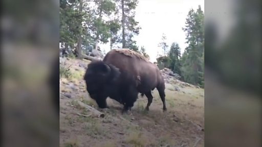 Yellowstone kills baby bison after park visitor touches the animal