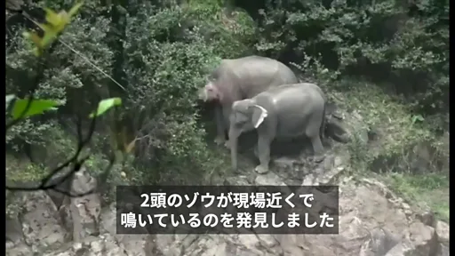 タイの滝でゾウが6頭死亡、生き残った2頭を救出 - BBCニュース