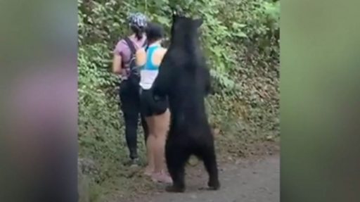 野生のクマがくんくん 冷静にセルフィーを撮る女性 cニュース