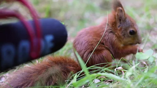 ピキュピキュ」 赤ちゃんリスのかわいい「そしゃく音」が話題に - BBC