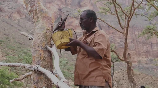 Ikkalasi ham bittasini yalaydi