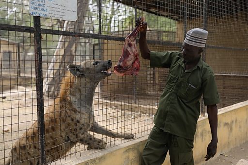 Mallam Abba dey feed lions and oda wild animals for Kano state zoo for 50  years - BBC News Pidgin