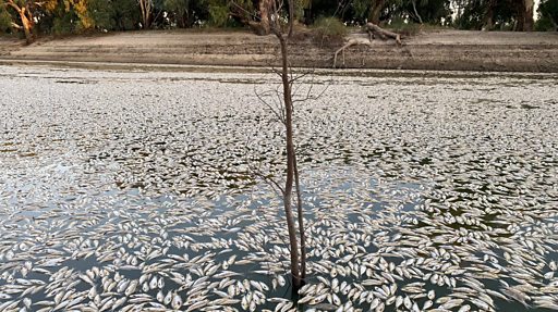 Avustralya'da 35 kilometrelik bir nehir hattında milyonlarca balık