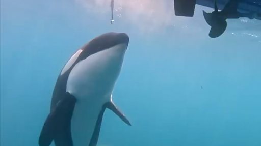 Las orcas del Atlántico ‘aprenden de los adultos’ a apuntar a los barcos