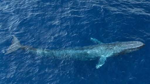 Ballenas azules: los gigantes oceánicos regresan a su refugio tropical “seguro”