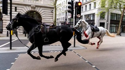 Los caballos militares de la Caballería de Londres vuelven al servicio «a su debido tiempo»