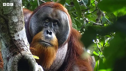 顔に負傷したオランウータン、「植物を薬として」塗って治す　インドネシア