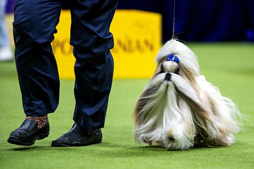 Westminster Dog Show: Miniature Poodle Sage wins Best in Show