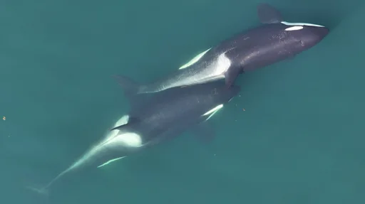 Neytirining yalangoch surati