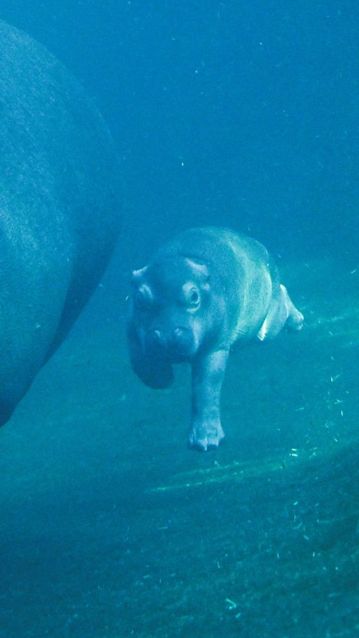 Qizlar tirqishlari fotosurati