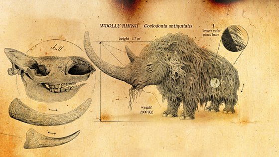 Bbc Two Eurasian Cave Lion Ice Age Giants In Pictures The Ice