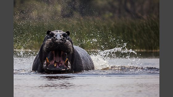 BBC Two - Natural World, 2019-2020, Hippos: Africa's River Giants ...