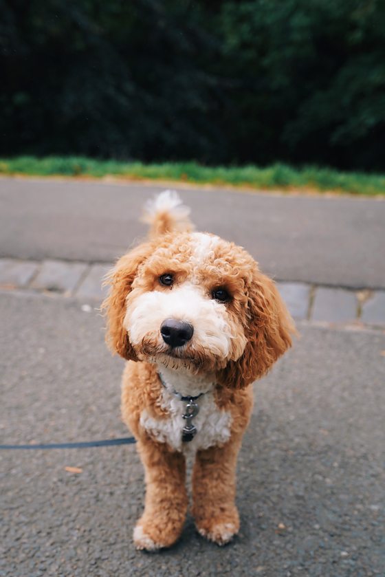 Bichon frise cheap cross cockapoo