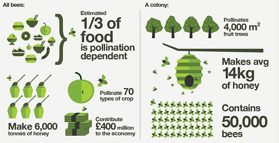 Bee infographic