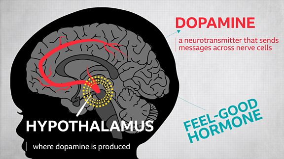 A diagram showing the inside of a child's brain, highlighting the hypothalamus, where dopamine is produced. It says "Dopamine is a neurotransmitter that send messages across nerve cells" and a "feel-good hormone".