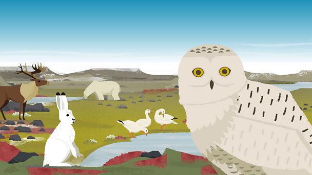 KS2 science free game - Primary science - Habitats, food chain