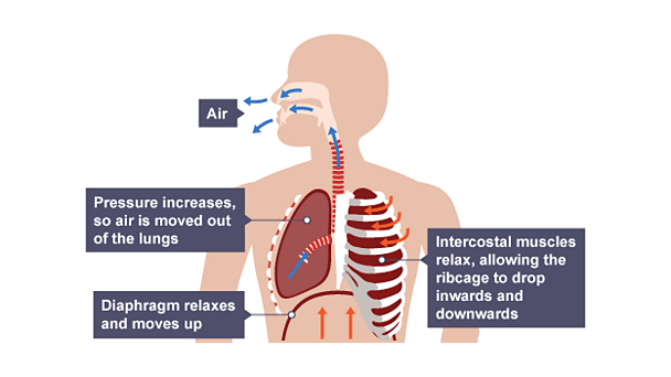 What is respiration and gas exchange? - BBC Bitesize