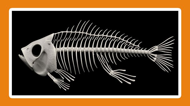 What is a vertebrate? - BBC Bitesize