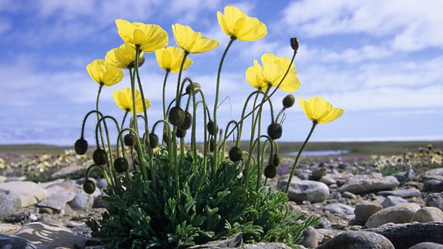 Plant adaptations and features - Cold environments - AQA - GCSE ...