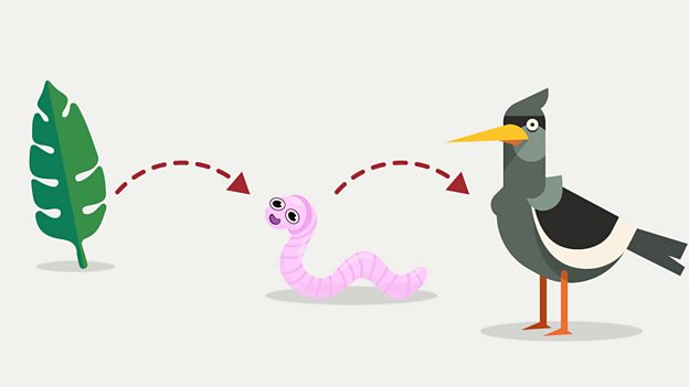 BBC Bitesize Biology Diagrams