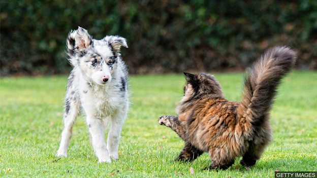 New study: Cats and dogs don't actually fight like cats and dogs