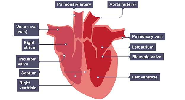 Blood And Circulation - BBC Bitesize