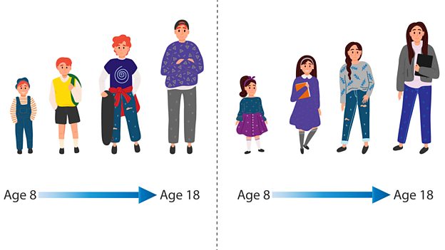 Fertilisation - Reproduction- KS3 Biology - CCEA - BBC Bitesize