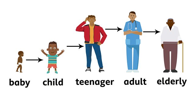 How do animals grow? - BBC Bitesize