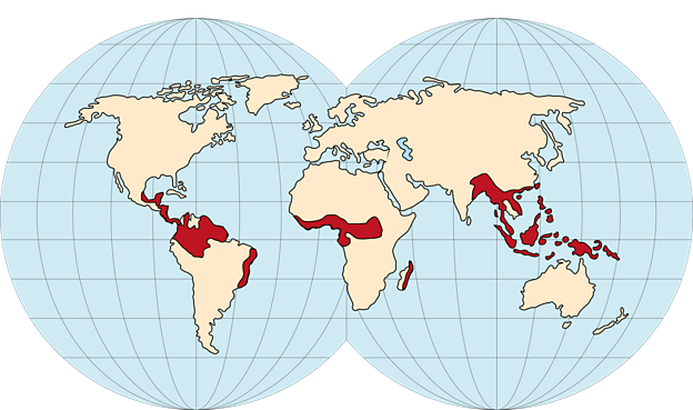 Biomes - BBC Bitesize