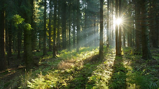 Sensory stories: Let's go out to a forest - BBC Bitesize