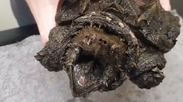 Invasive alligator snapping turtle found in Cumbria - BBC News