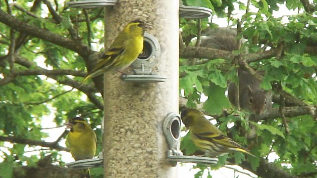 BBC Two - Springwatch - Animals