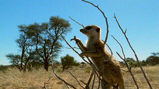 BBC One - The Life of Mammals