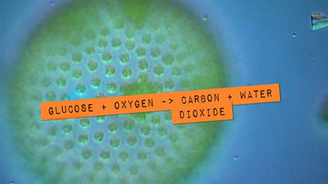 BBC Two Bitesize Science Aerobic Respiration