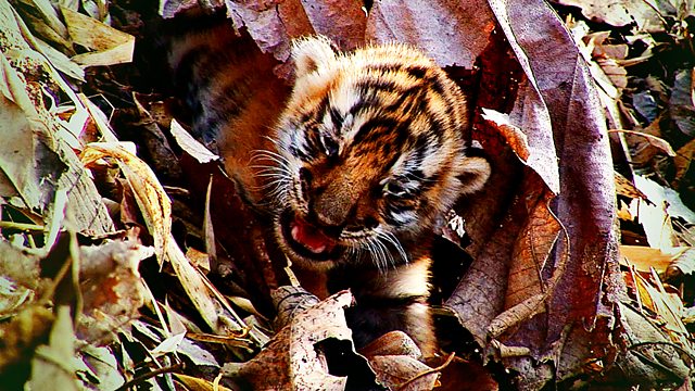 David Attenborough - Tiger - Spy In The Jungle - BBC - YouTube