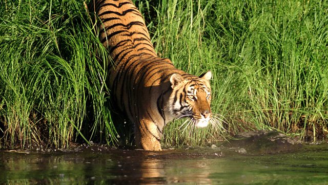 BBC Two - Natural World, 2008-2009, Man-Eating Tigers of the Sundarbans