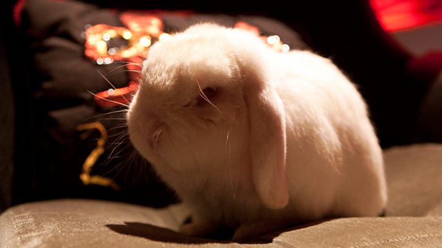 The Bunny Whisperer