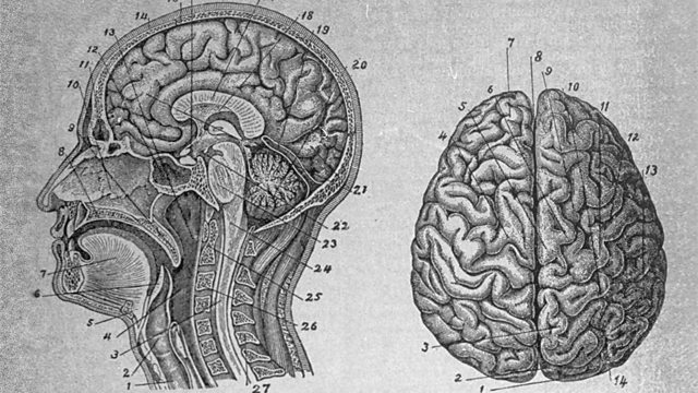 Understanding the human brain Playlist - BBC Ideas