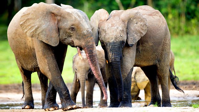 BBC Two - Natural World, 2009-2010, Forest Elephants: Rumbles in