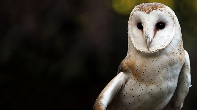 BBC Radio 4 Extra - Paul Evans - Owls