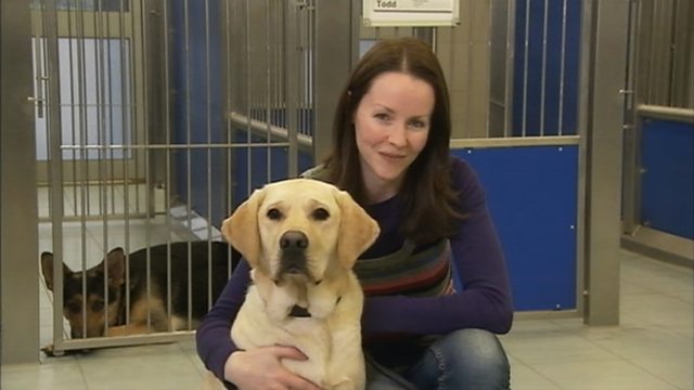 bbc guide dogs