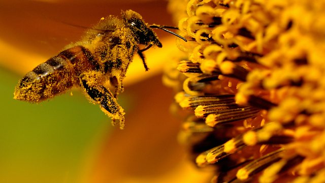 Who Killed the Honey Bee?