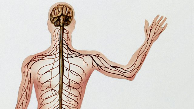 BBC Radio 4 In Our Time The Nervous System