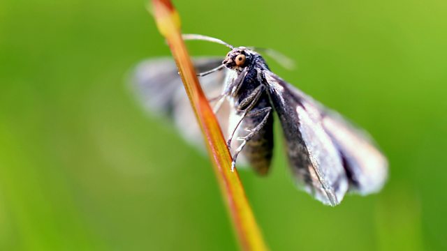 BBC Radio 4 Extra - The Moth Radio Hour