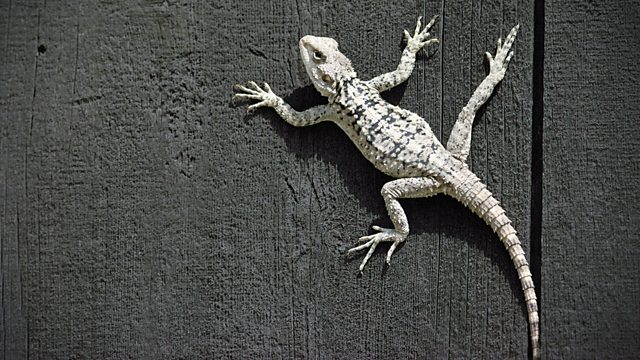 Reptiles and Amphibians