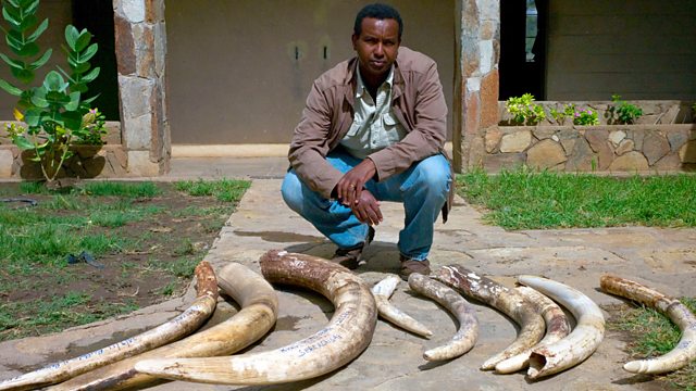 Ivory Wars: Out of Africa